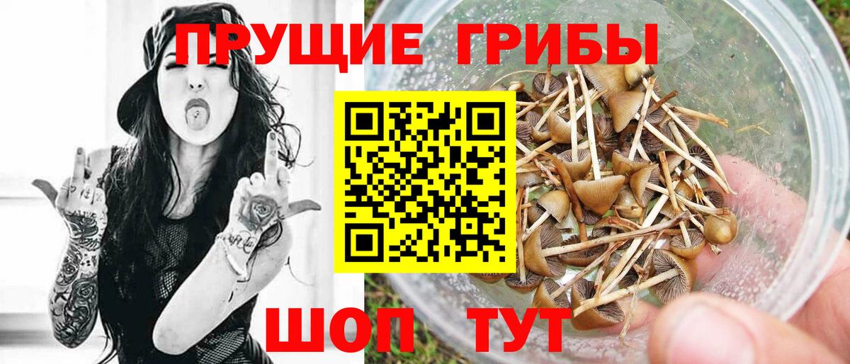Галлюциногенные грибы Psilocybe  Псилоцибиновые грибы Psilocybine cubensis  Краснознаменск  Вход с VPN 
